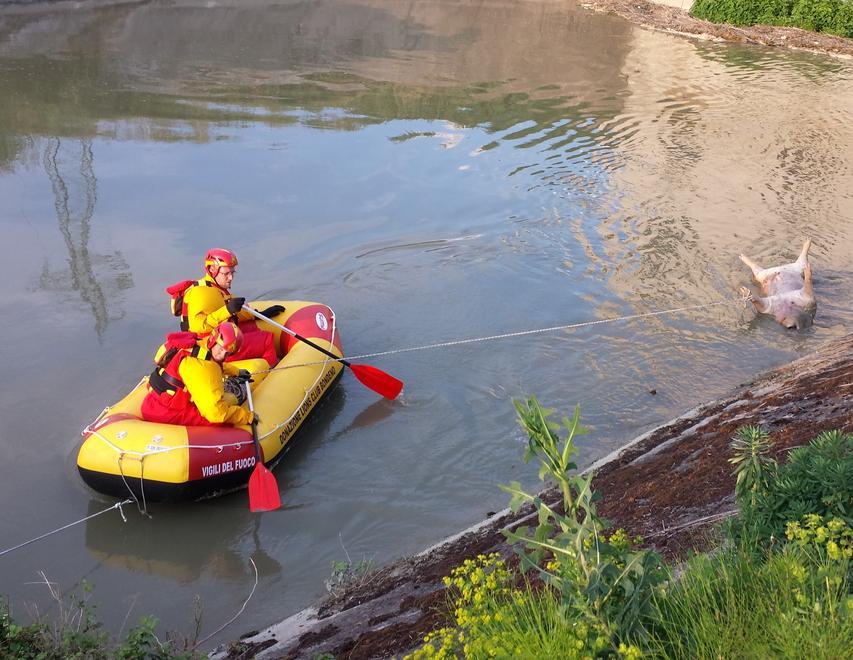 Dal Burana affiora la carcassa di un suino