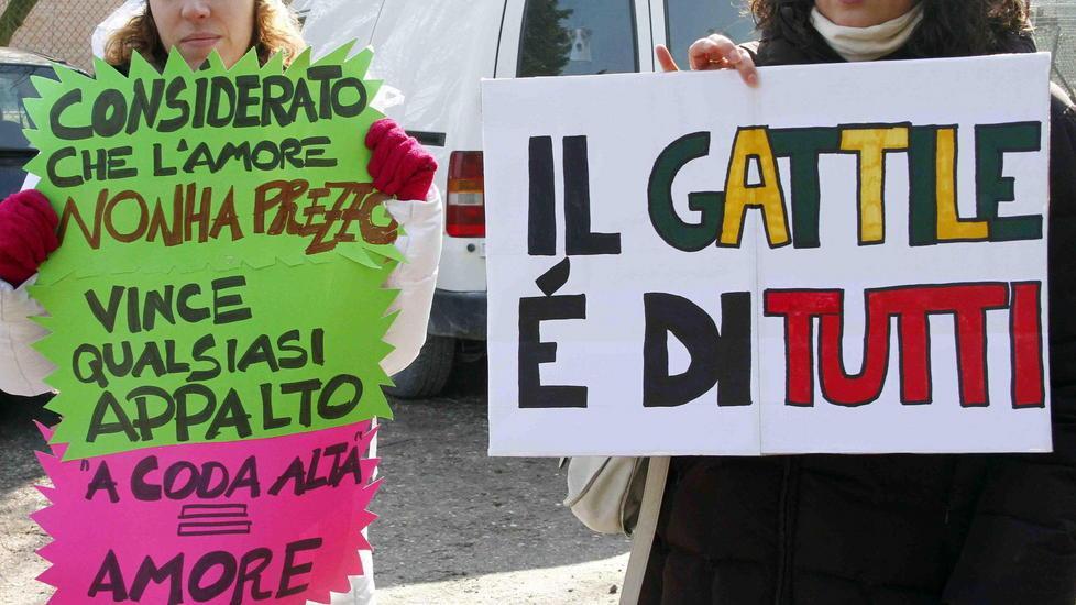 In aula gli ex gestori del gattile 