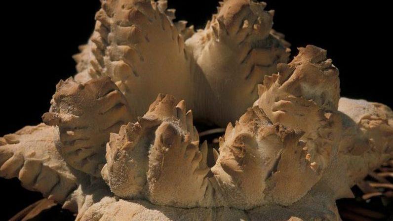 Bottarga superstar Cannonau re dei vini