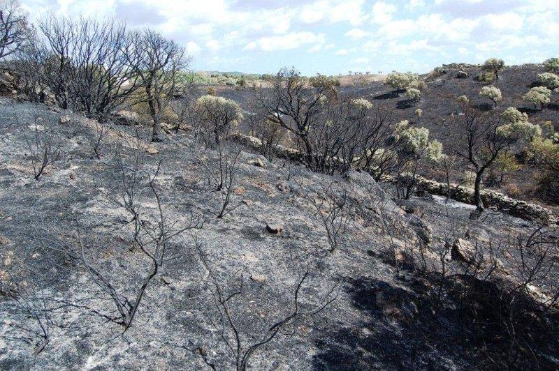 Incendio a lato della vecchia statale 125, distrutti tre ettari di macchia 