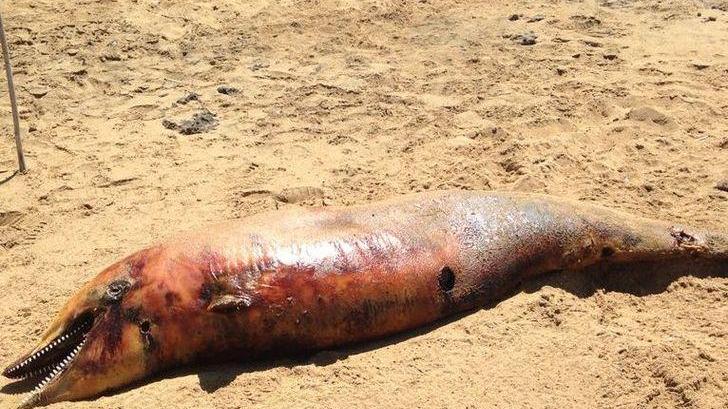 fotonotizia: carcassa di delfino a tresnuraghes