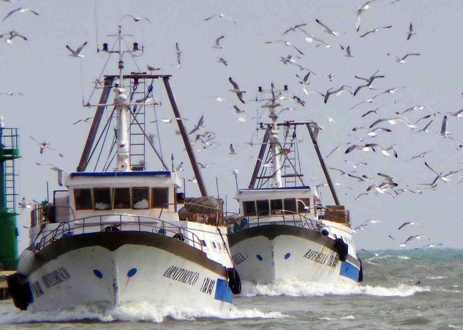 «Siamo invasi dai gabbiani Arrivano fin dentro casa» 