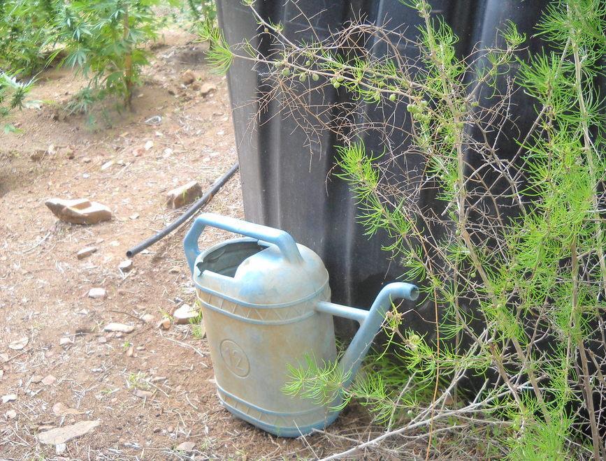 Fuori dalla Polizia l’agente che coltivò canapa indiana 