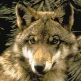 APPUNTAMENTI Alla ricerca del lupo nei boschi della Pinetina 