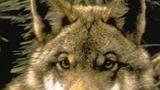APPUNTAMENTI Alla ricerca del lupo nei boschi della Pinetina 