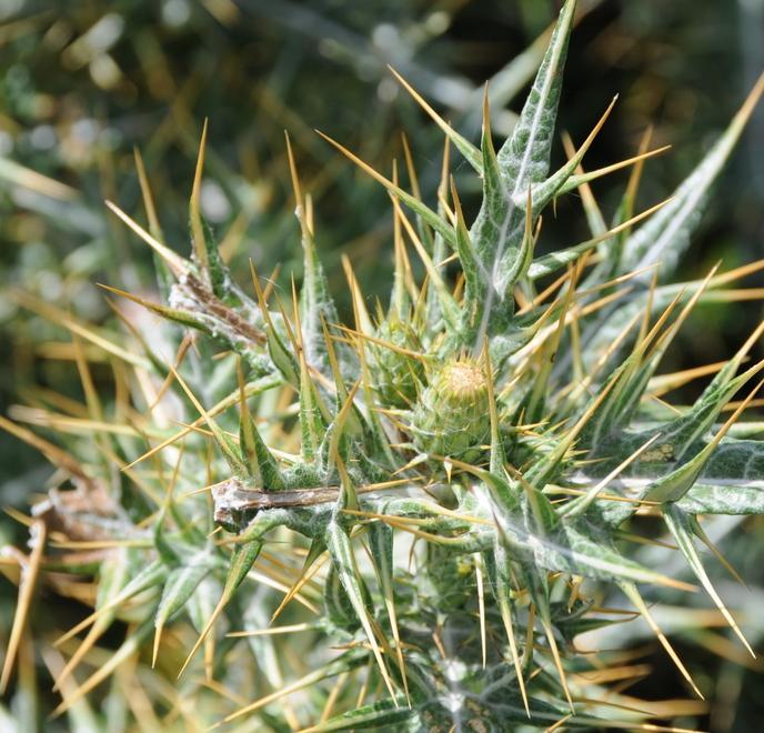 Semi protetti in speciali caveau