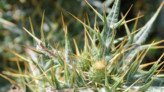 Semi protetti in speciali caveau