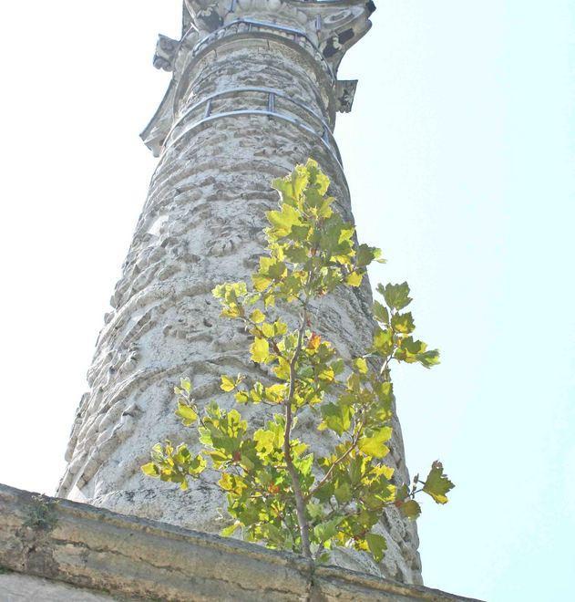 Attenti all’albero sulla colonna di piazza Ariostea
