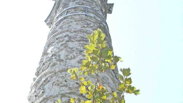 Attenti all’albero sulla colonna di piazza Ariostea