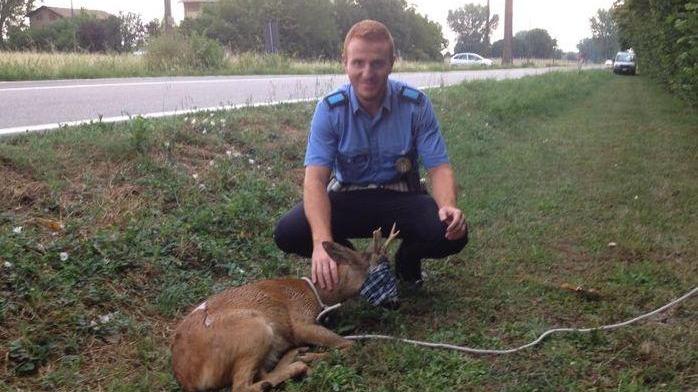 Capriolo investito da un’automobile