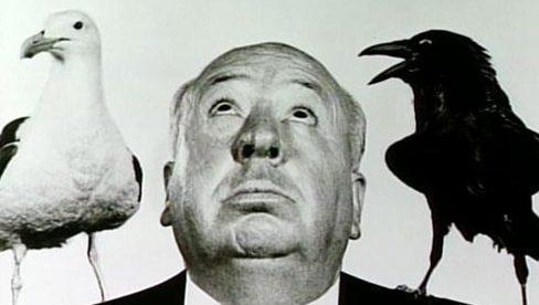 Allarme gabbiani reali Spunta l’ipotesi cartelli 