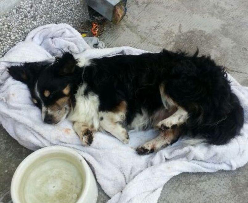 Cane gettato nella campana per il vetro 