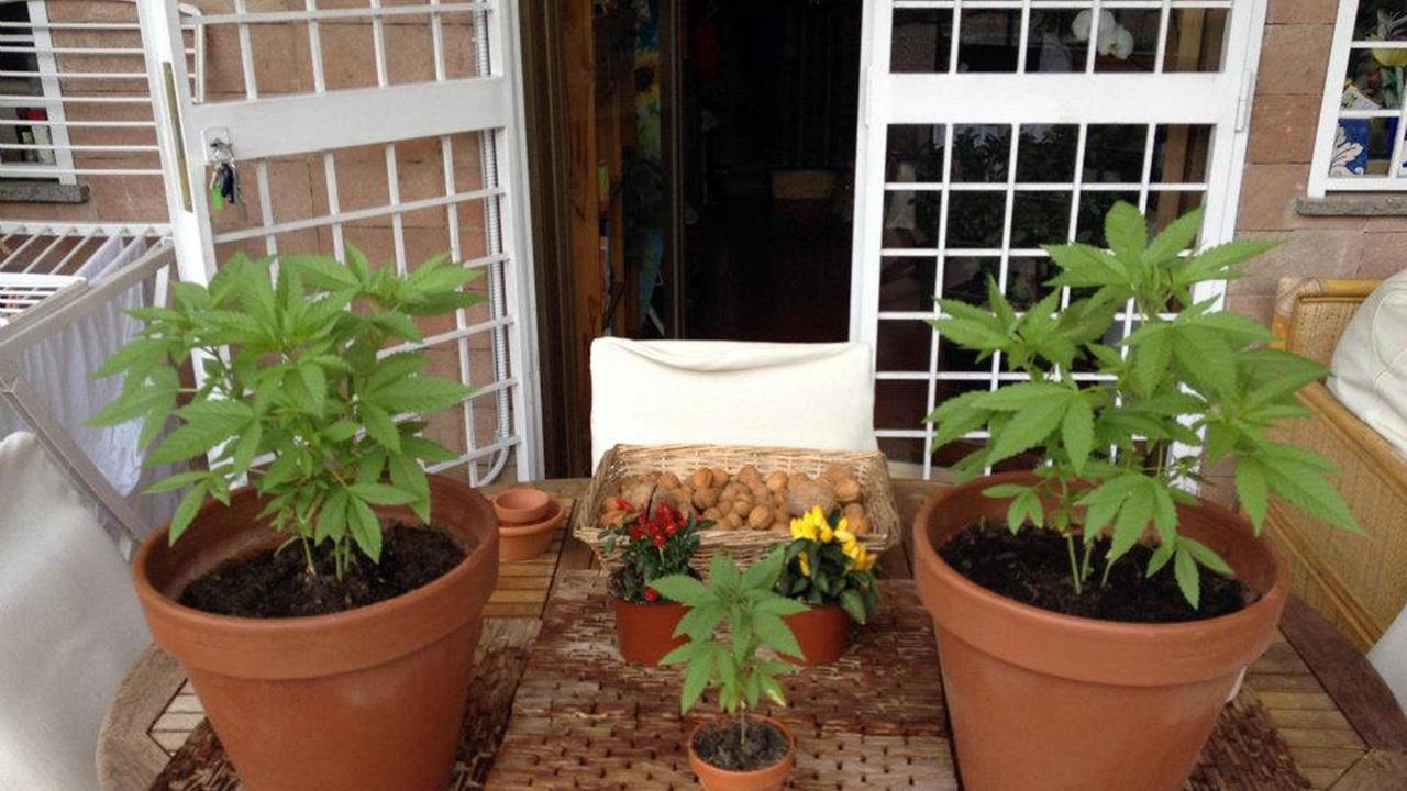 marijuana