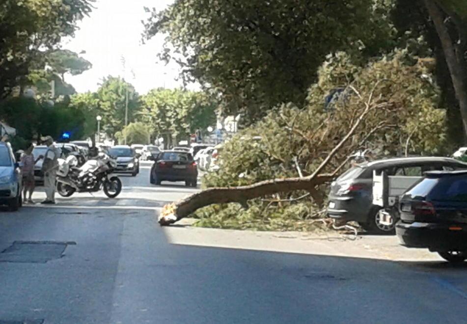 Grosso ramo di un pino si abbatte su un’auto 
