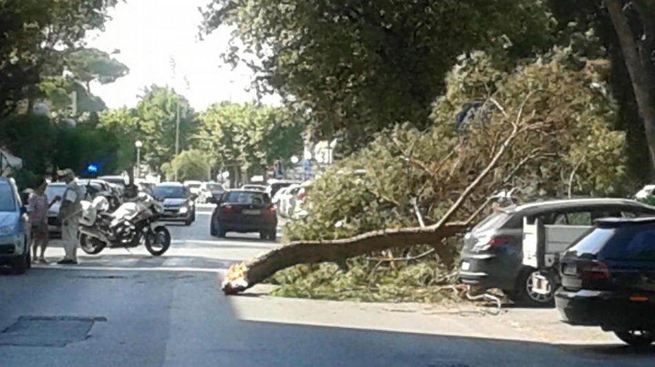 Grosso ramo di un pino si abbatte su un’auto