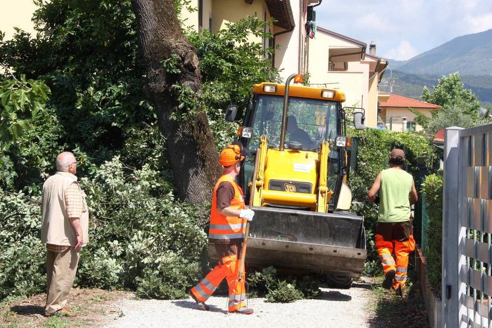 Transennata a Villa Fiorita una vecchia quercia malata 