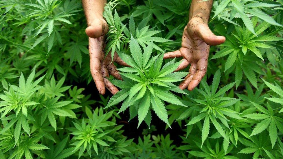 Mini-piantagione di marijuana scoperta dietro l’ospedale