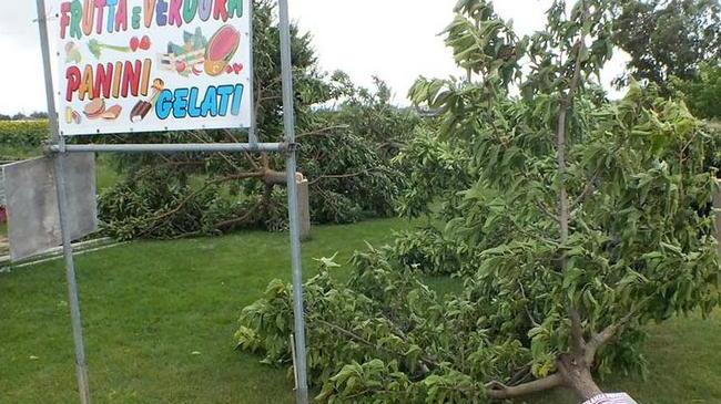 Vandali con la motosega abbattono 14 alberi