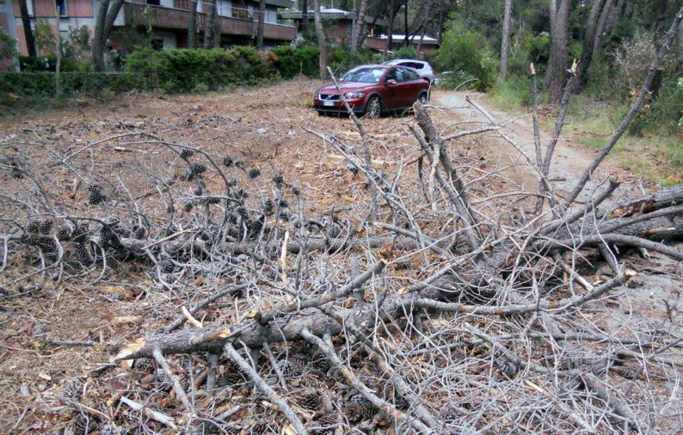 «Auto in sosta dove prima c’erano i pini» 