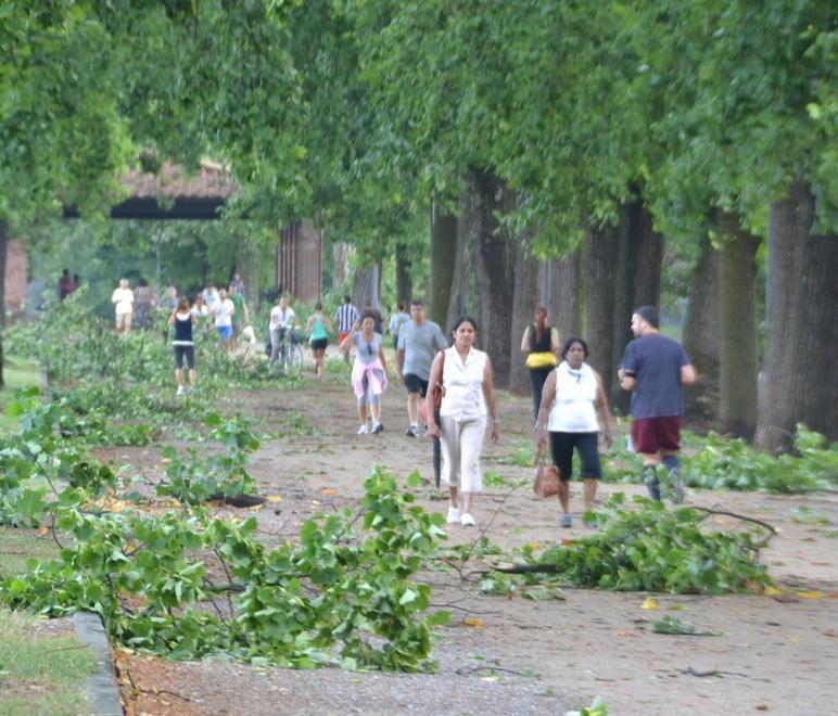Lo stress mina gli alberi che diventano un pericolo 