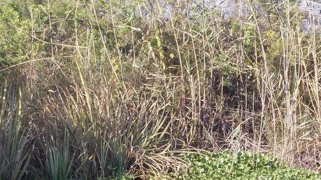 Minoranza critica: «Il fiume è invaso dal giacinto d’acqua»