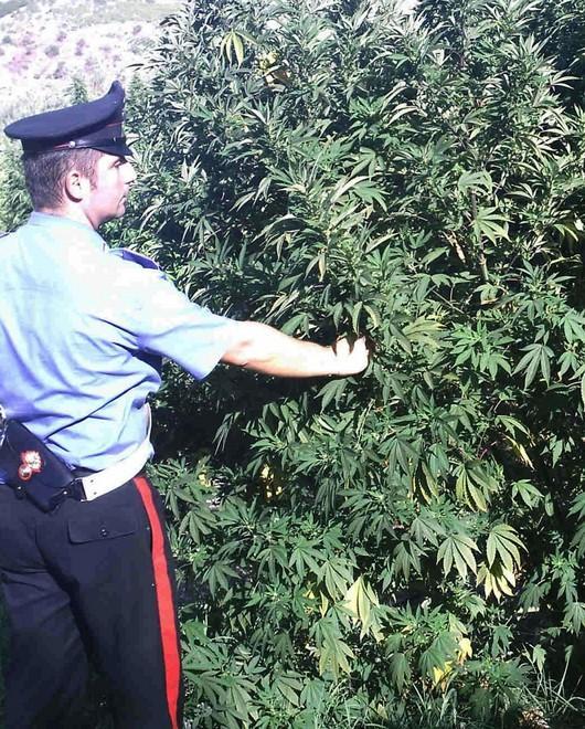 Marijuana, la piantagione nascosta tra fagioli e pomodori