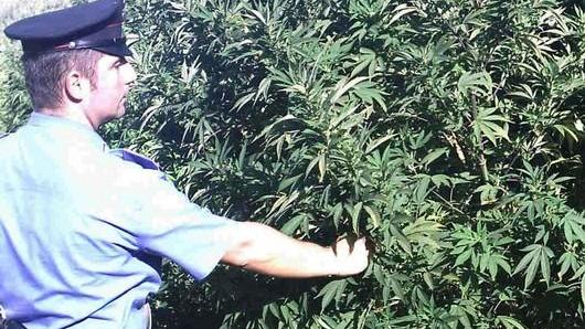 Marijuana, la piantagione nascosta tra fagioli e pomodori