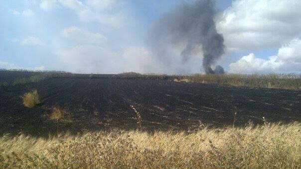 Incendio nel campo di grano pronto per il raccolto, ovile minacciato