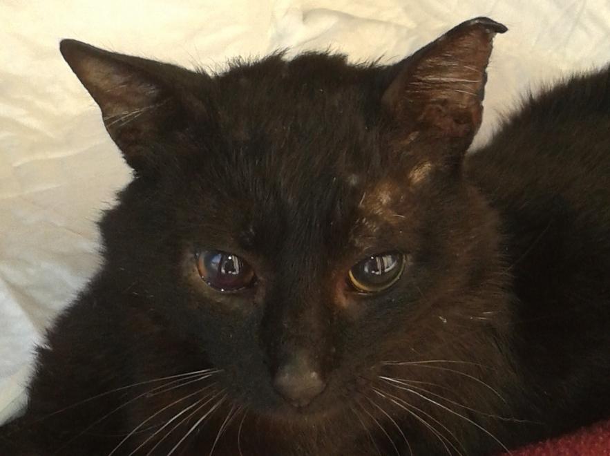 Appello per il gatto Nino impallinato da un cacciatore 