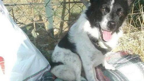 La storia di Bart, dolce cane abbandonato... con una lettera