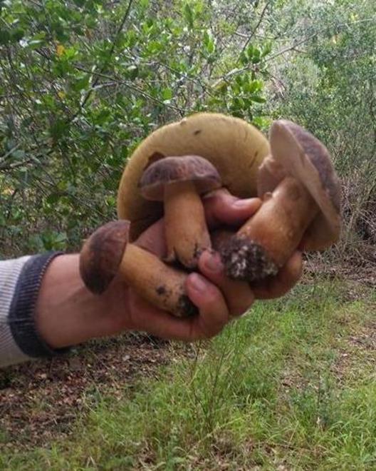 Porcini, boom a sorpresa in anticipo di due mesi 