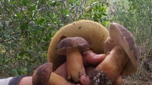 Porcini, boom a sorpresa in anticipo di due mesi