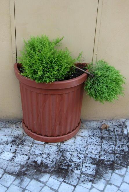 Vandali in azione, danneggiata la fioriera di un negozio