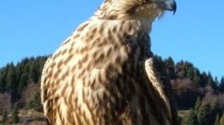 Alla spiaggia Tartaruga i Falconieri di Sardegna