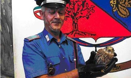 I militari salvano un falco pellegrino 