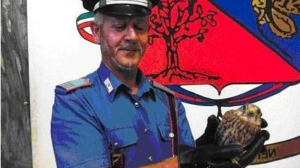 I militari salvano un falco pellegrino