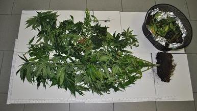 Nel vaso caduto dal davanzale c’era marijuana 