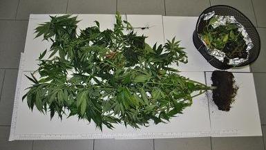 Nel vaso caduto dal davanzale c’era marijuana