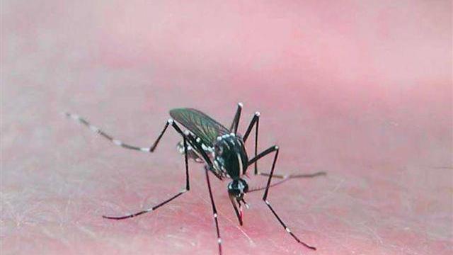 Zanzare tigre in aumento a Prato nella prima parte di luglio