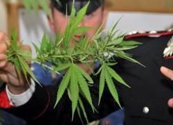 Agli arresti domiciliari, coltiva marijuana 