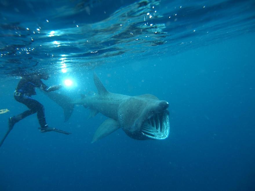 Boe salva-squali in sperimentazione all’Asinara e La Maddalena 