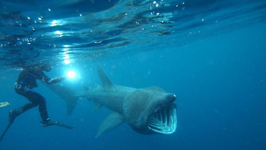 Boe salva-squali in sperimentazione all’Asinara e La Maddalena 