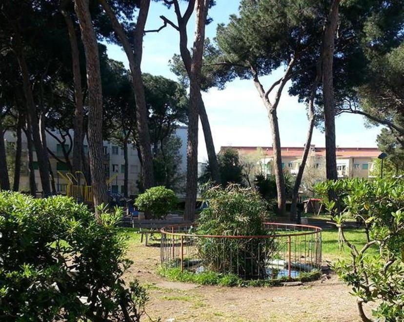 Piante ammalate e a rischio caduta, via agli interventi nella pineta di ponente 