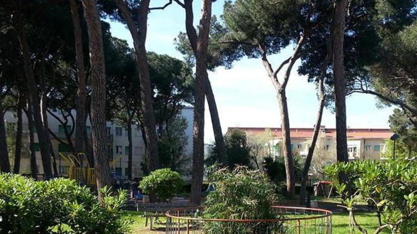 Piante ammalate e a rischio caduta, via agli interventi nella pineta di ponente