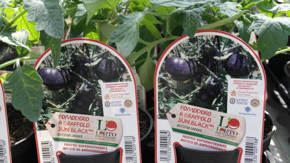 In vendita a Pisa 'falsi' pomodori neri, denuncia del Sant'Anna