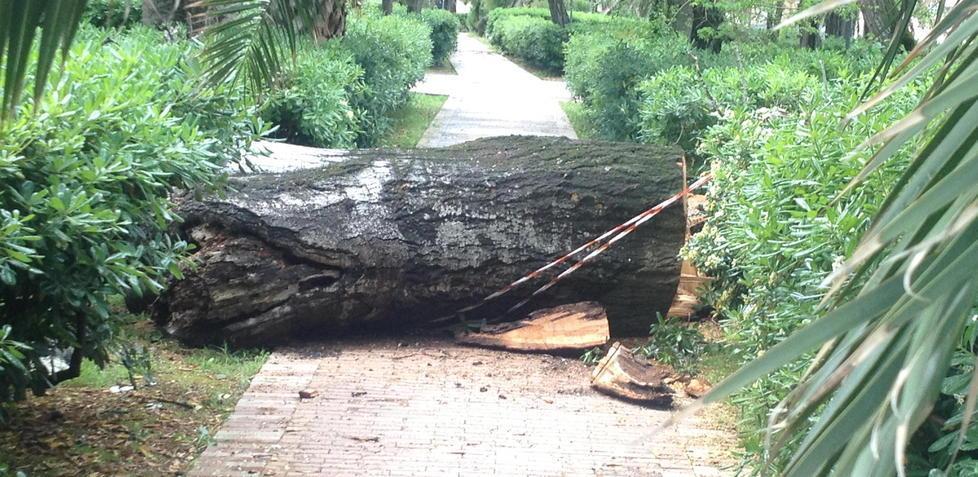 Uno studio approfondito sulla salute degli alberi 