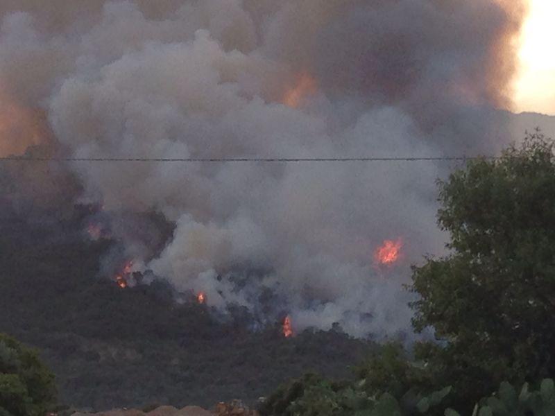 Fiamme alte venti metri devastano boschi di lecci e pini, ecatombe di animali fino a Sibiri 