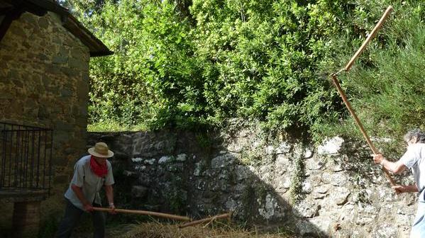 Festa del grano a Montemurlo: dopo la mietitura a mano ecco la battitura