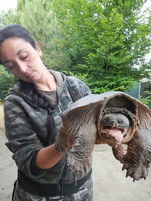 La tartaruga azzannatrice salvata dai volontari del Pettirosso