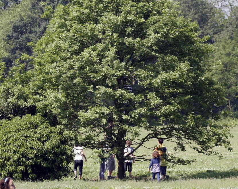 Cane lasciato libero insegue e uccide una lepre 
